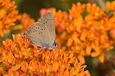 《监狱建筑师》“终身免费”DLC上线 更新修复大量游戏内容